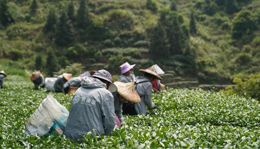 We never overmanage the tea gardens